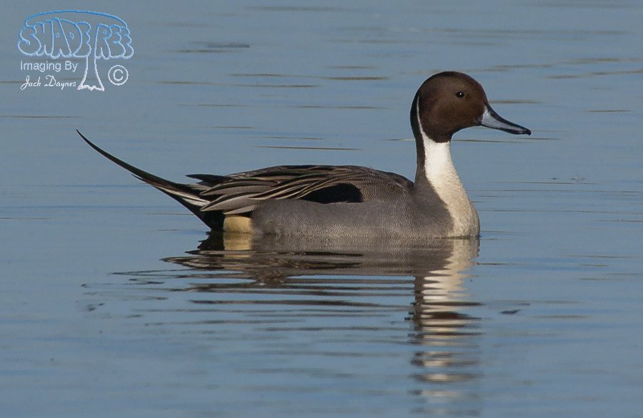 Northern Pintail - Anas acuta