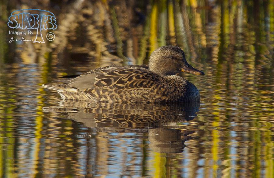 Gadwall - Mareca strepera