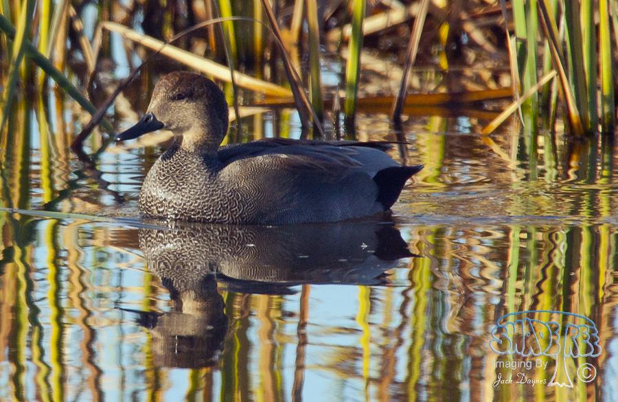 Gadwall - Mareca strepera