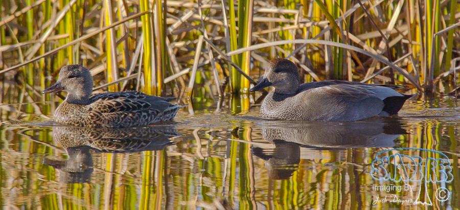 Gadwall - Mareca strepera
