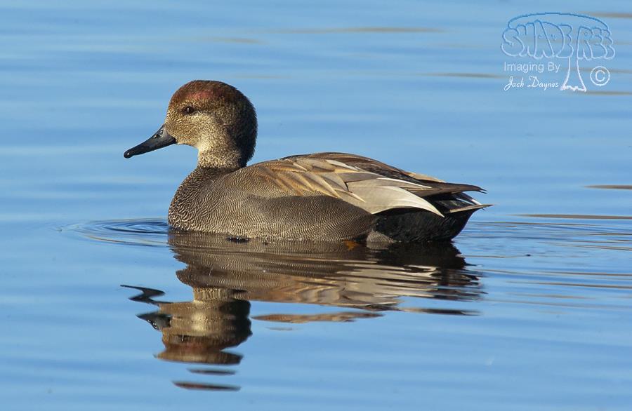 Gadwall - Mareca strepera