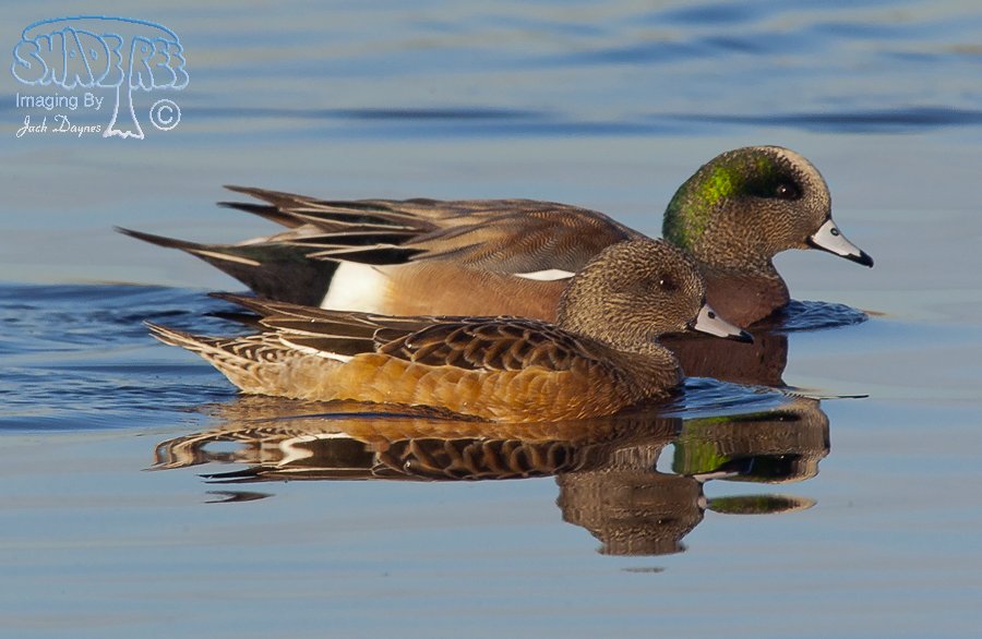 American Wigeon - Mareca americana