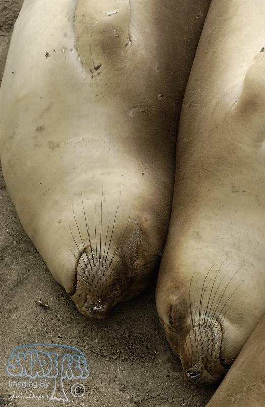 Northern Elephant Seal - Mirounga angustirostris