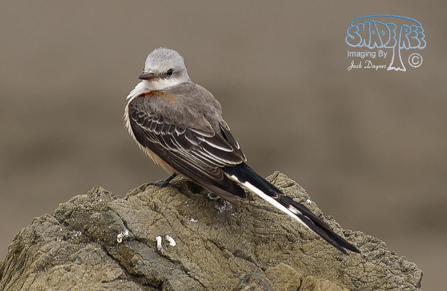 Scissor-Tailed Flycatcher - Tyrannus forficatus