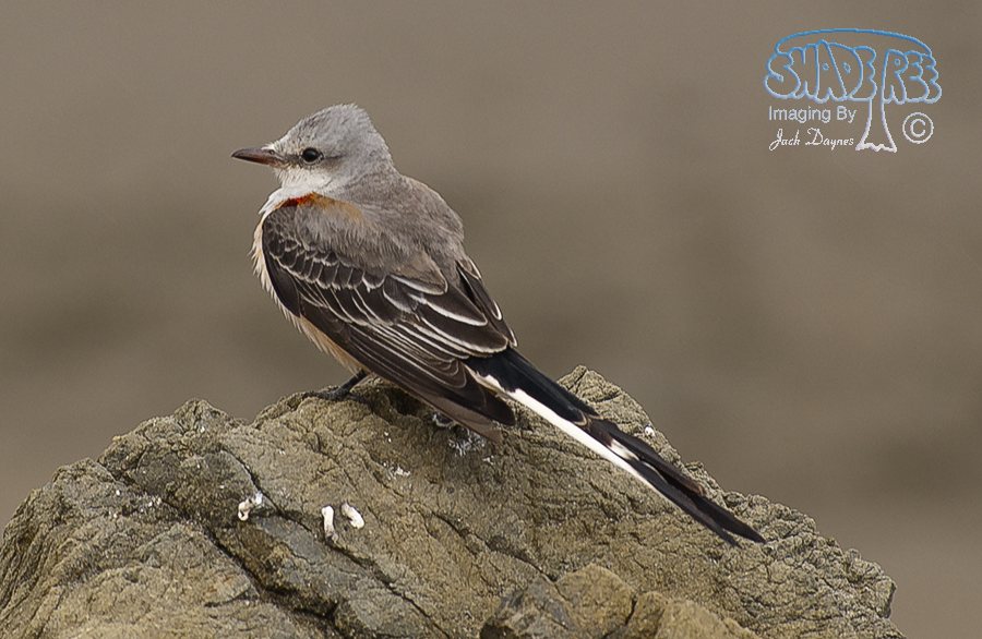 Scissor-Tailed Flycatcher - Tyrannus forficatus