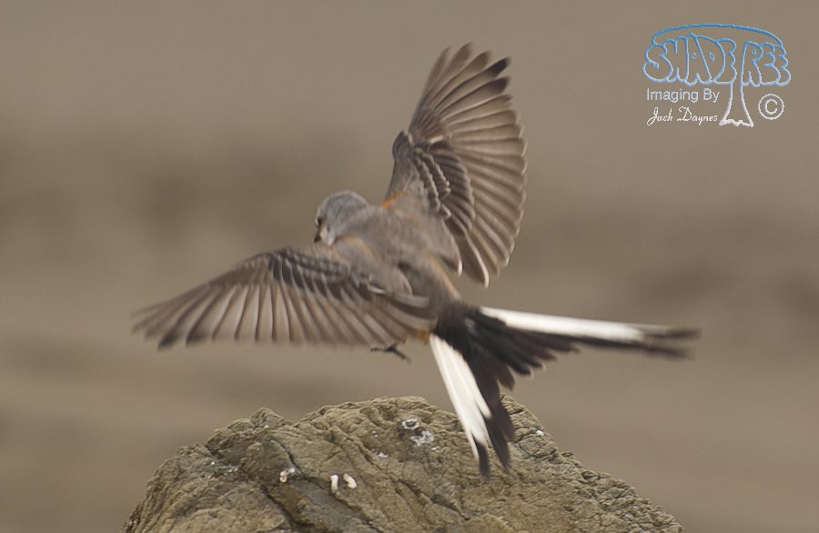 Scissor-Tailed Flycatcher - Tyrannus forficatus