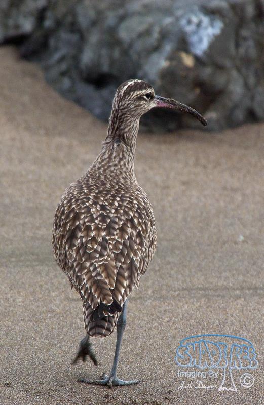 Whimbrel - Numenius phaeopus