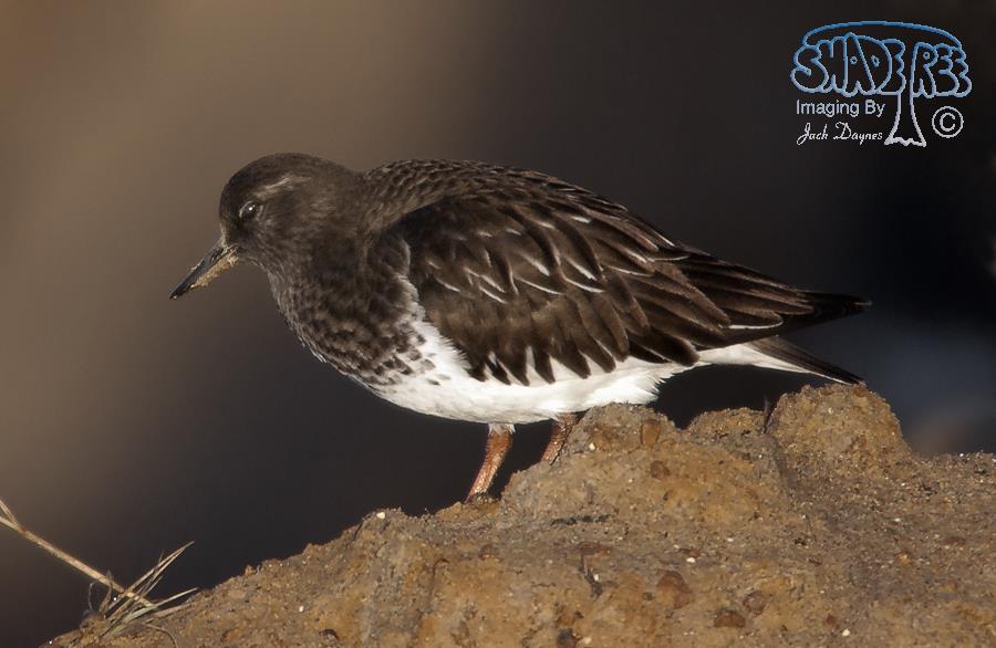 Black Turnstone - Arenaria melanocephala