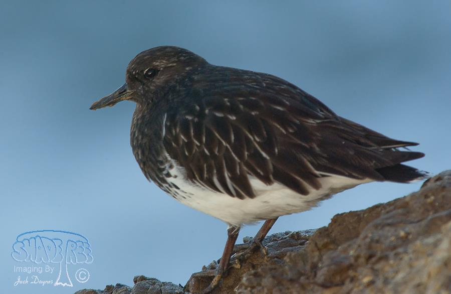 Black Turnstone - Arenaria melanocephala