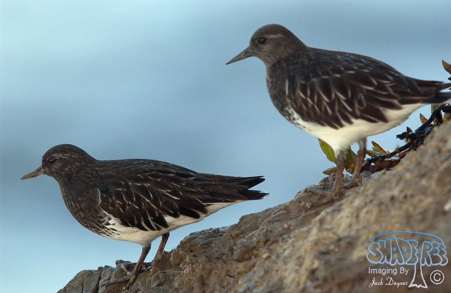 Black Turnstone - Arenaria melanocephala