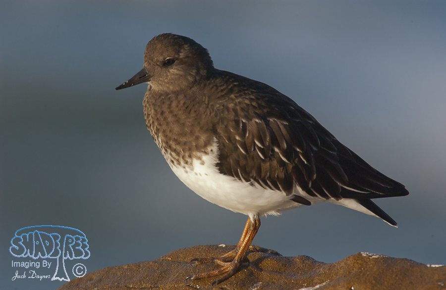 Black Turnstone - Arenaria melanocephala