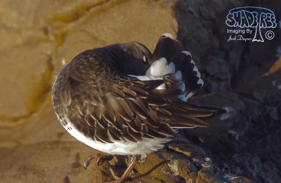 Black Turnstone - Arenaria melanocephala