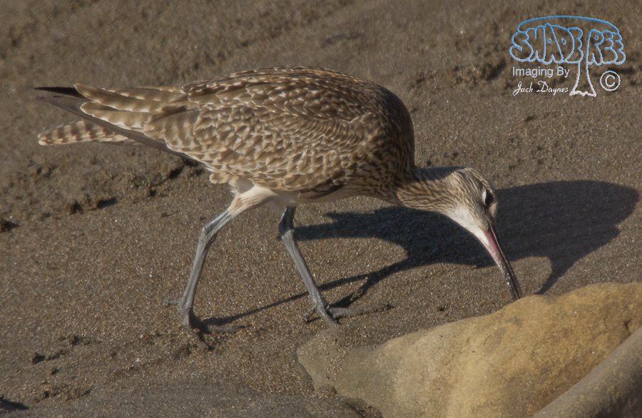 Whimbrel - Numenius phaeopus