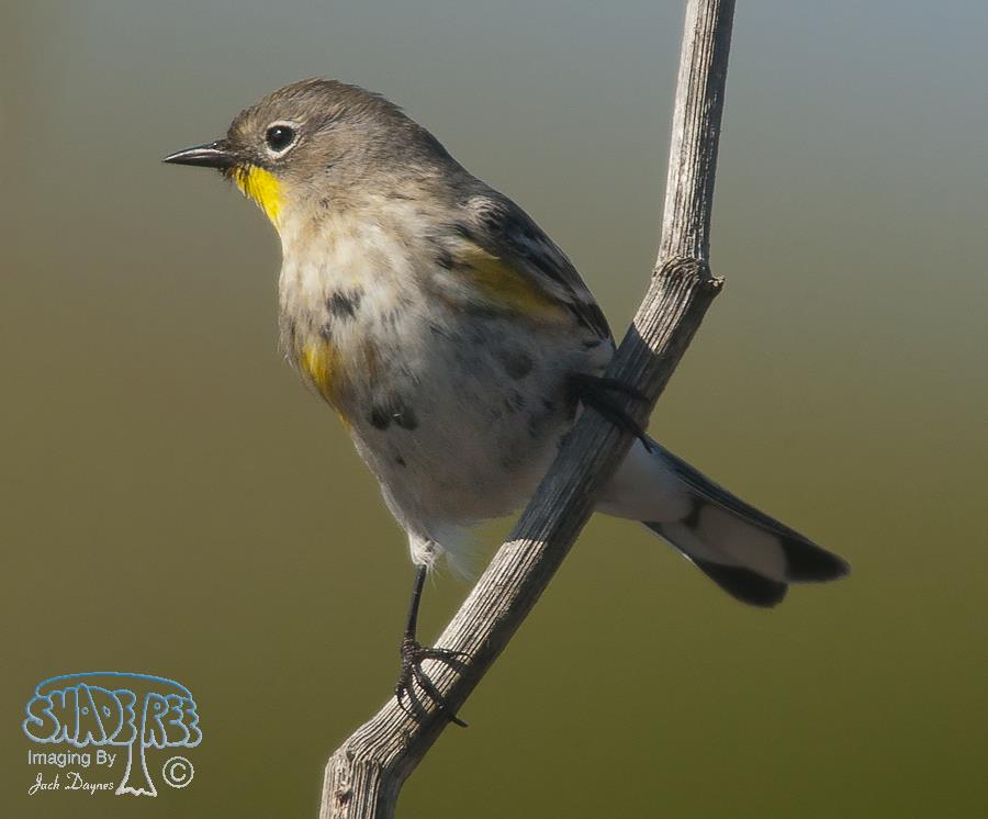 Yellow-Rumped Warbler - Setophaga coronata auduboni