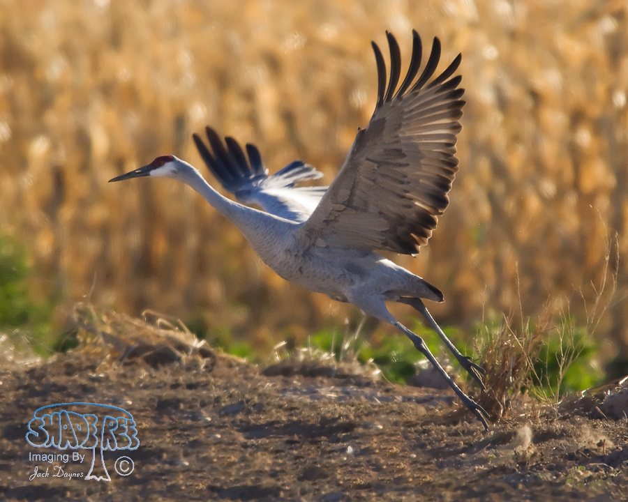 Sandhill Crane - Antigone canadensis