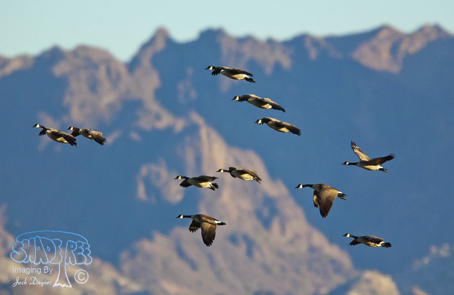 Canada Goose - Branta canadensis