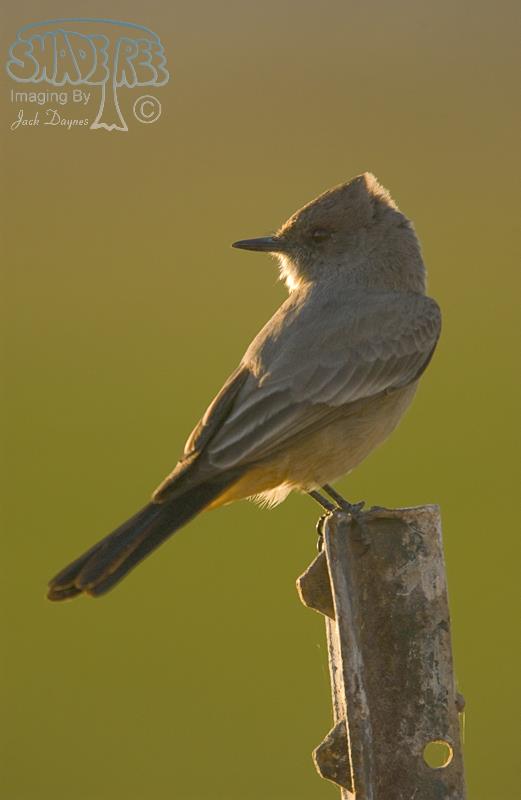 Say's Phoebe - Sayornis saya