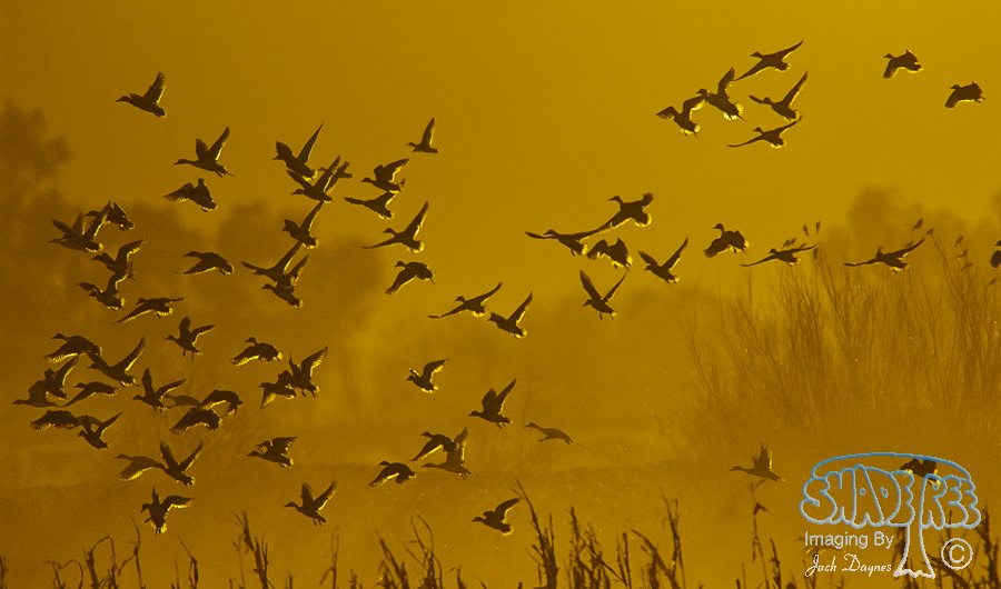 Northern Pintail - Anas acuta