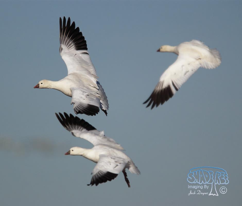 Ross's Goose - Chen rossii