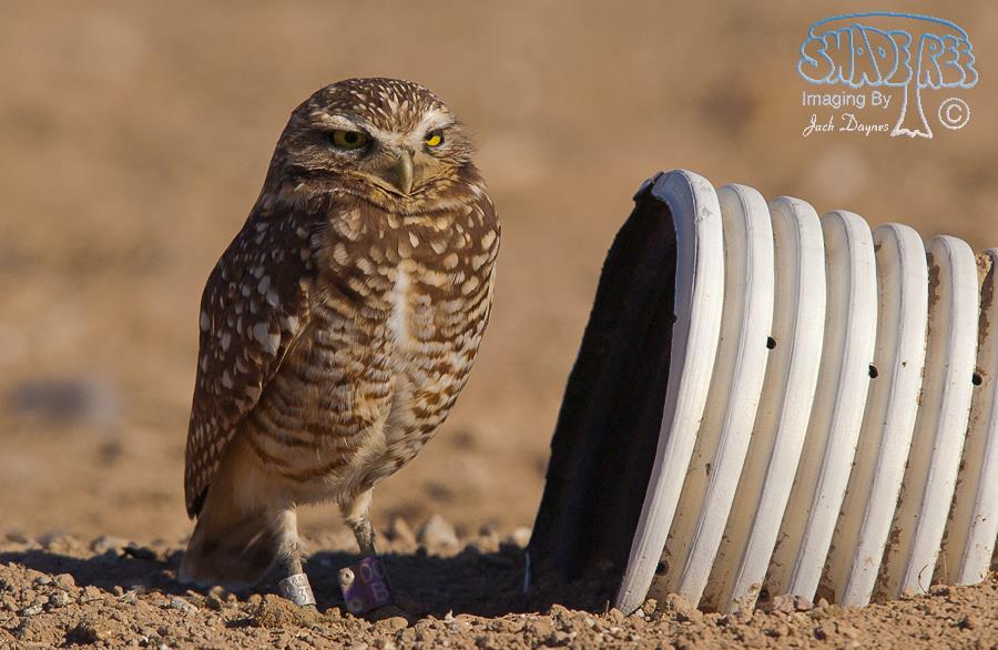 Burrowing Owl - Athene cunicularia