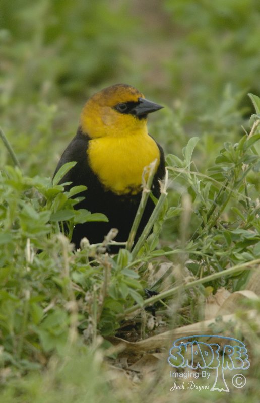 Yellow-Headed Blackbird - Xanthocephalus xanthocephalus