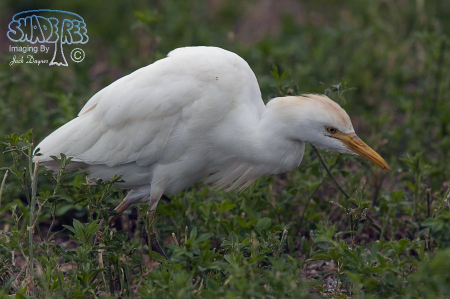 Cattle Egret - Bubulcus ibis