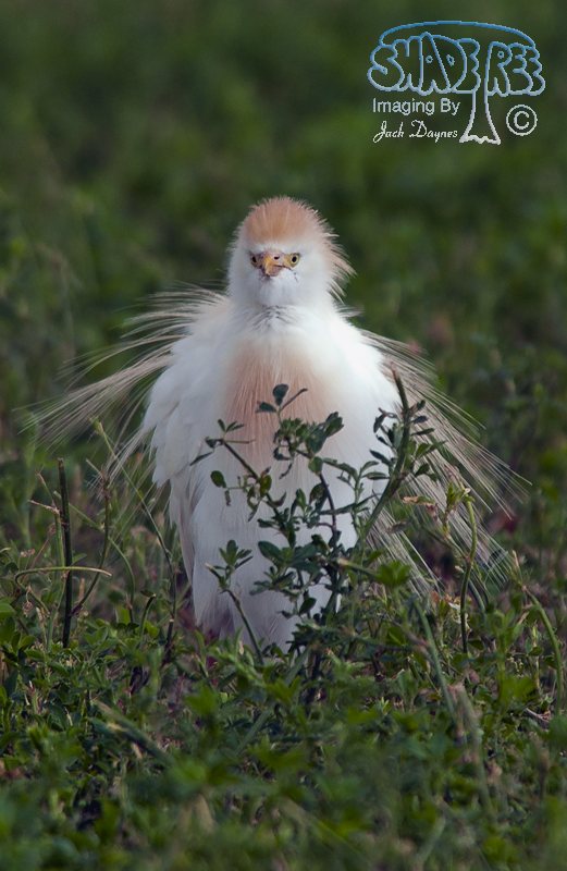 Cattle Egret - Bubulcus ibis
