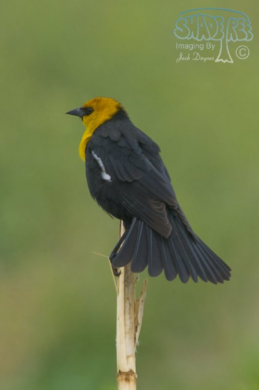 Yellow-Headed Blackbird - Xanthocephalus xanthocephalus