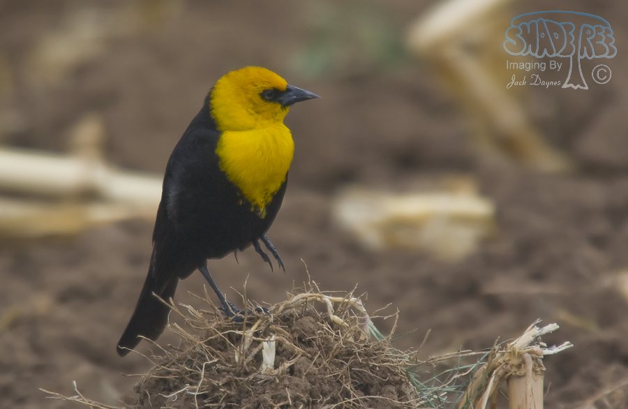 Yellow-Headed Blackbird - Xanthocephalus xanthocephalus