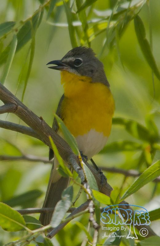Yellow-Breasted Chat - Icteria virens