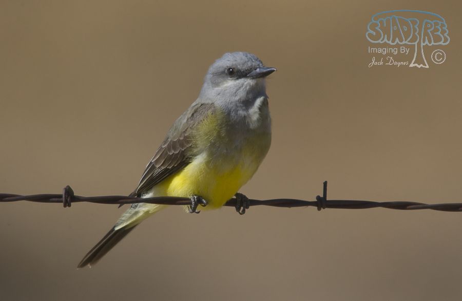 Western Kingbird - Tyrannus verticalis