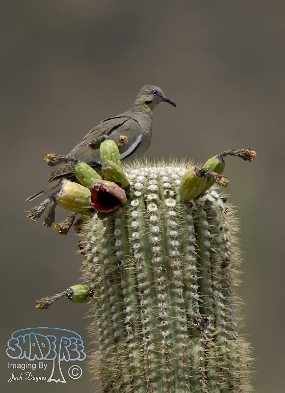 White-Winged Dove - Zenaida asiatica