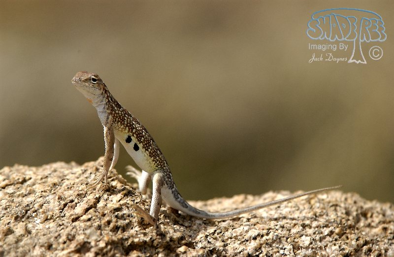 Earless Lizard - Holbrookia maculata