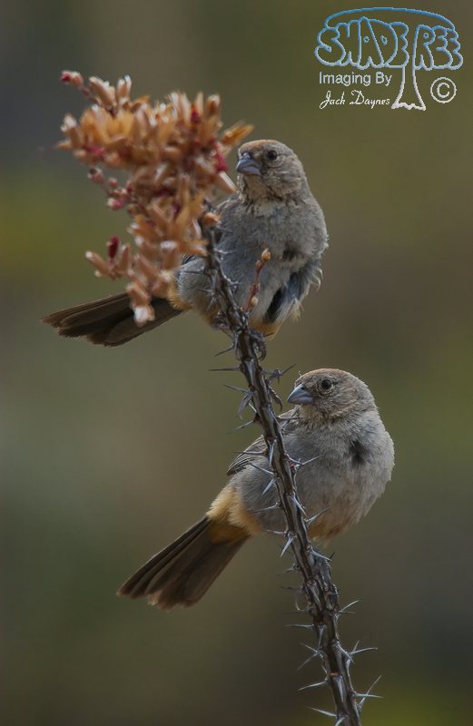 Canyon Towhee - Melozone fusca