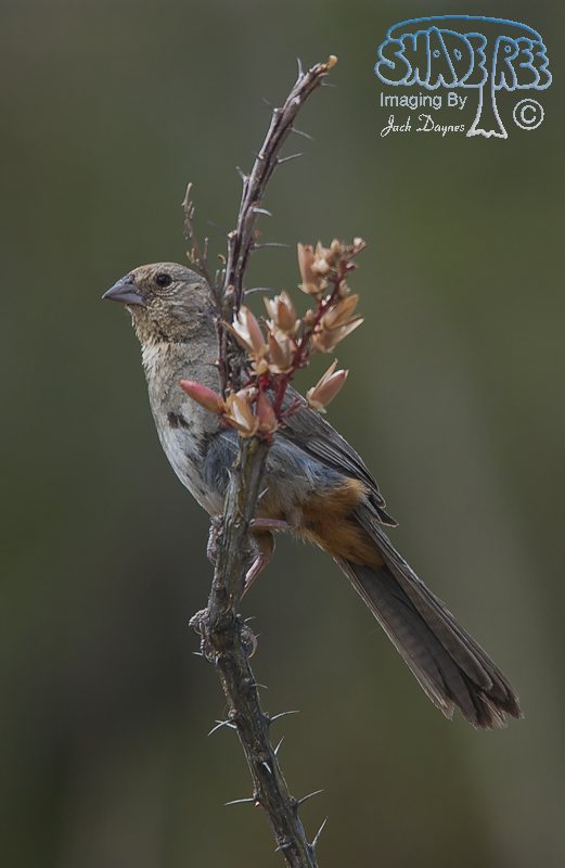 Canyon Towhee - Melozone fusca