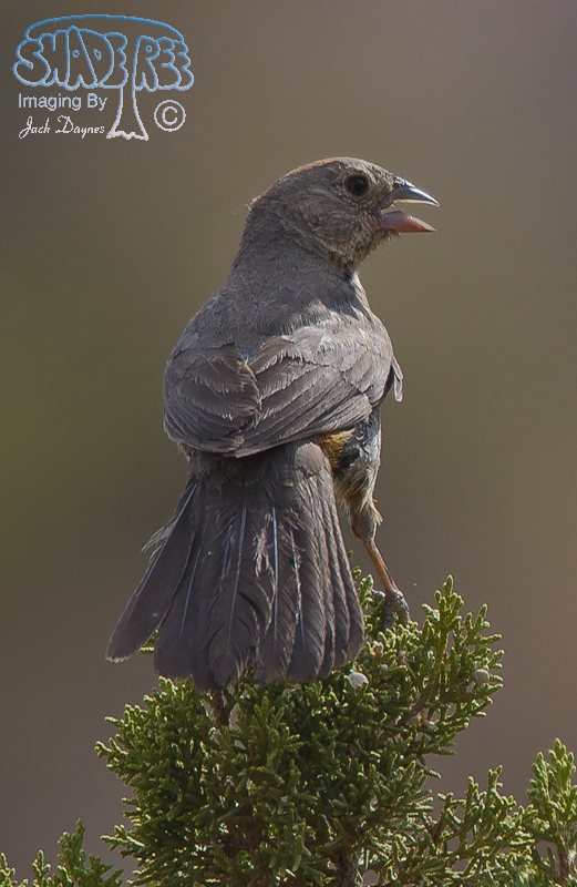 Canyon Towhee - Melozone fusca