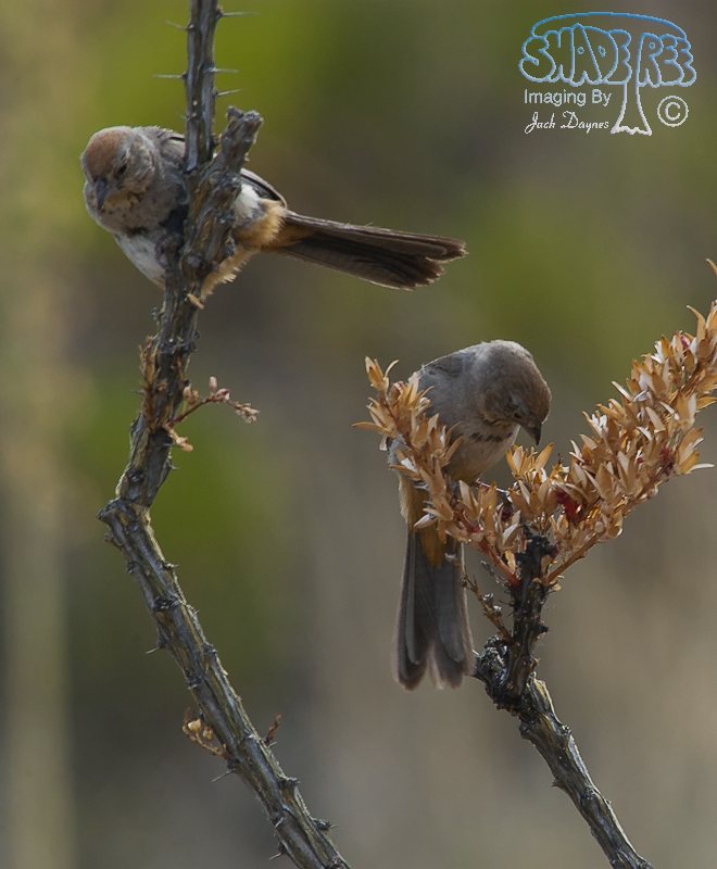 Canyon Towhee - Melozone fusca
