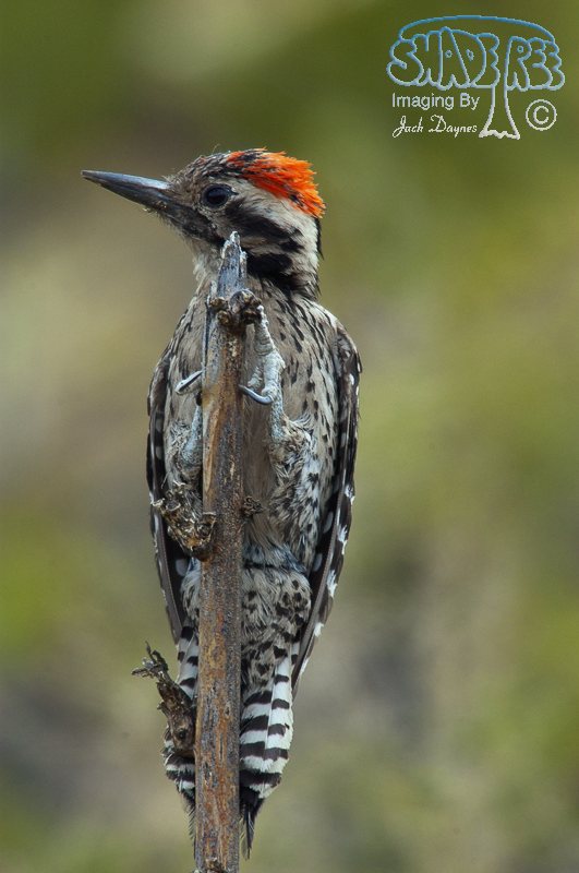 Ladder-Backed Woodpecker - Dryobates scalaris