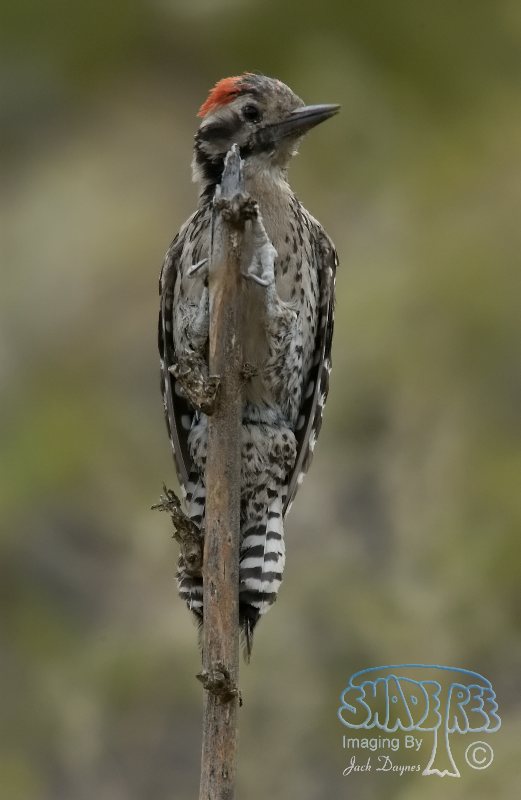 Ladder-Backed Woodpecker - Dryobates scalaris