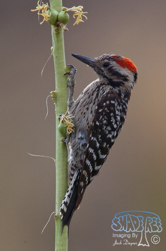Ladder-Backed Woodpecker - Dryobates scalaris