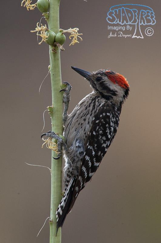 Ladder-Backed Woodpecker - Phasianus colchicus