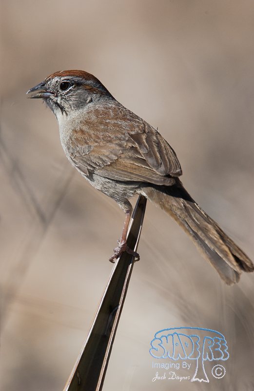 Rufous-Crowned Sparrow - Aimophila ruficeps