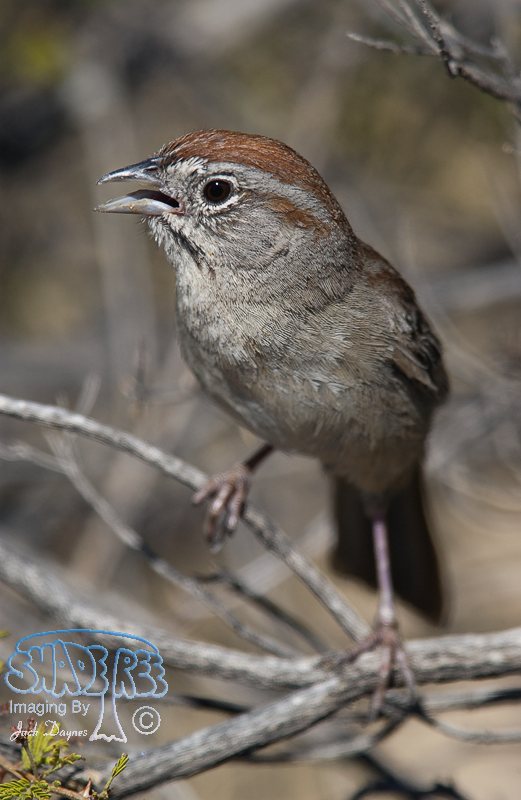 Rufous-Crowned Sparrow - Aimophila ruficeps