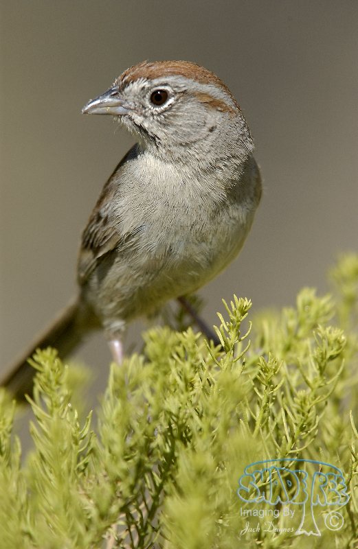 Rufous-Crowned Sparrow - Aimophila ruficeps