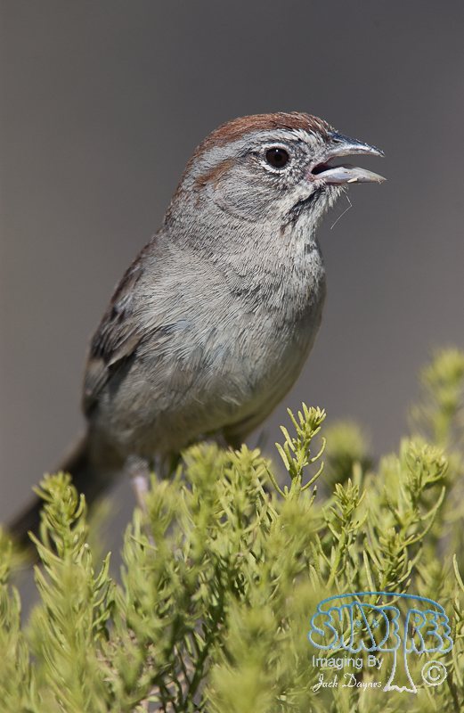 Rufous-Crowned Sparrow - Aimophila ruficeps