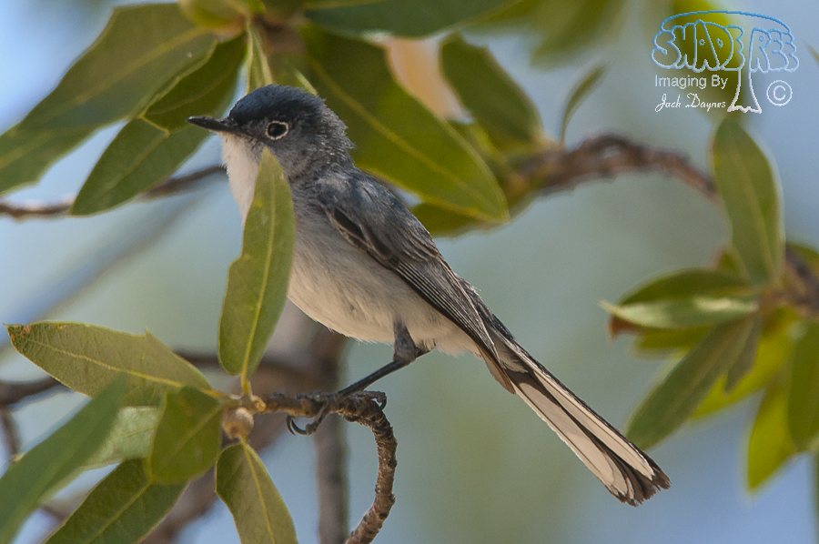 Blue-Gray Gnatcatcher - Polioptila caerulea