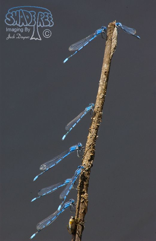 Familiar Bluet - Enallagma civile