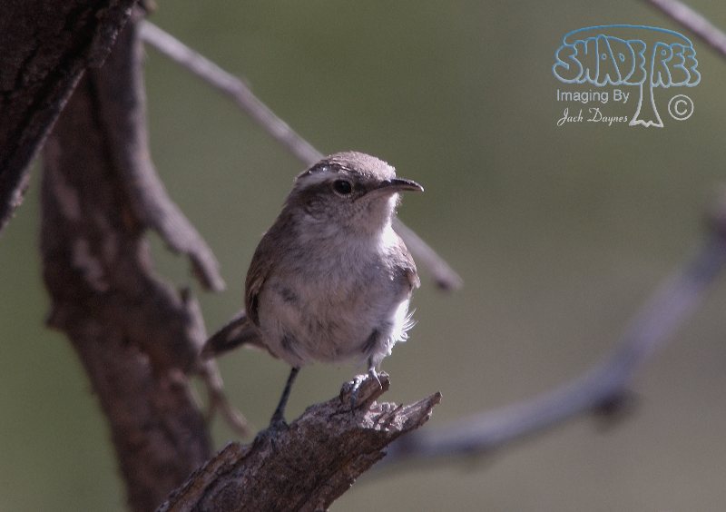 Bewick's Wren - Thryomanes bewickii