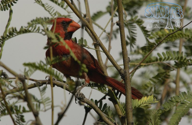Northern Cardinal - Cardinalis cardinalis
