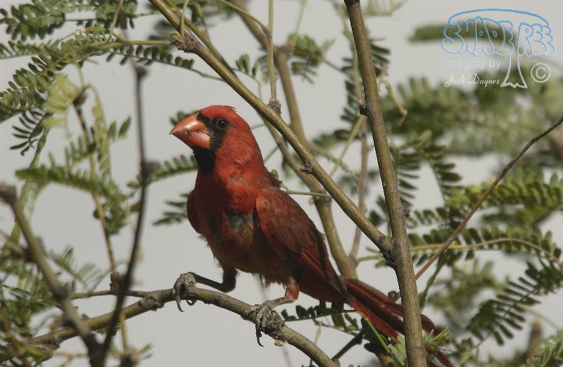 Northern Cardinal - Cardinalis cardinalis